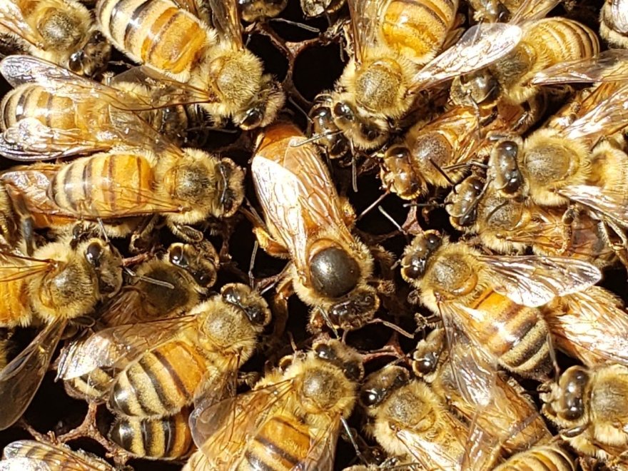 BayBees Honey